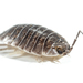 Porcellio laevis - Photo (c) Lee Hoy, μερικά δικαιώματα διατηρούνται (CC BY-NC-ND), uploaded by Lee Hoy