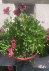 Pelargonium