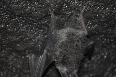 Corynorhinus mexicanus