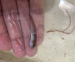 Microgobius microlepis