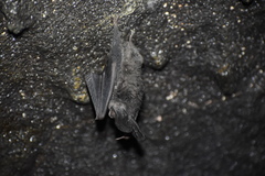 Corynorhinus mexicanus