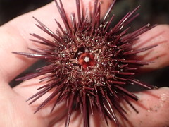 Centrostephanus coronatus