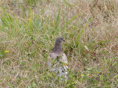 Columba livia domestica