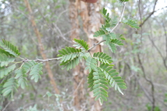 Vachellia albicorticata
