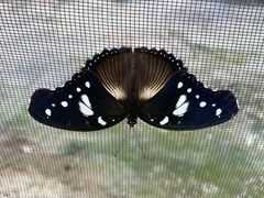 Hypolimnas dinarcha dinarcha