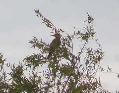 Colaptes melanochloros
