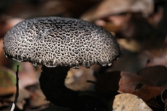 Strobilomyces