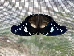 Hypolimnas dinarcha dinarcha