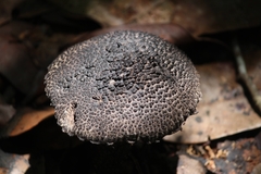 Strobilomyces