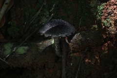 Strobilomyces