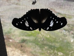 Hypolimnas dinarcha dinarcha