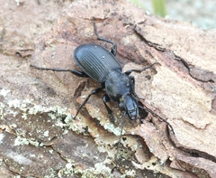 Pterostichus aethiops