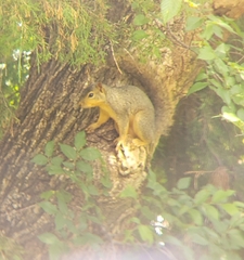 Sciurus niger