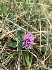 Trifolium pratense