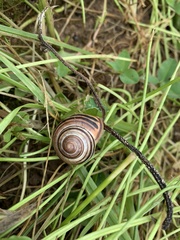 Cepaea nemoralis