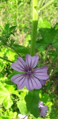Malva sylvestris
