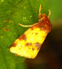 Azenia obtusa