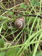 Cepaea nemoralis