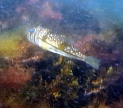 Torquigener pleurogramma