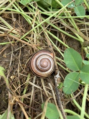 Cepaea nemoralis