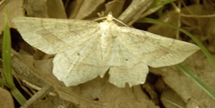 Euchlaena marginaria