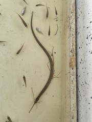 Syngnathus louisianae