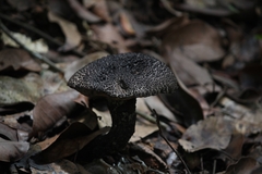 Strobilomyces