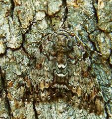 Catocala lacrymosa