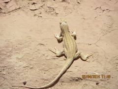 Acanthodactylus boskianus asper