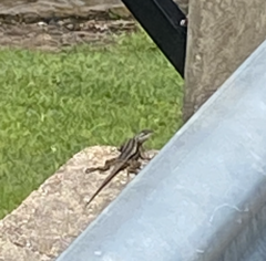 Sceloporus olivaceus