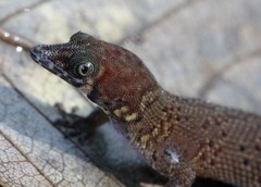 Sphaerodactylus rosaurae