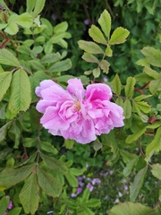 Rosa pendulina