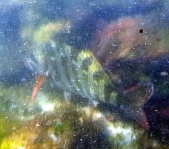 Goniistius rubrolabiatus