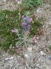 Echium albicans