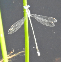 Lestes tridens