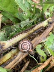 Cepaea nemoralis