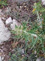 Ptilostemon hispanicus