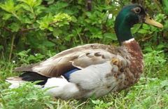 Anas platyrhynchos domesticus