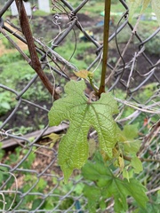 Vitis