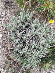 Lavandula lanata