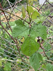 Vitis