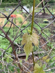 Vitis