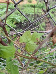 Vitis