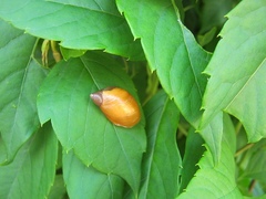Succinea lauta