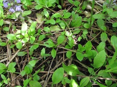 Ajuga reptans