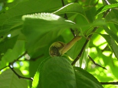 Succinea lauta