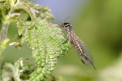 Phaeostigma