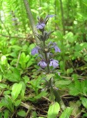 Ajuga reptans