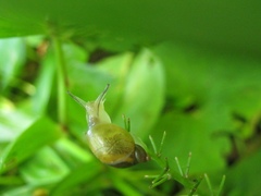 Succinea lauta
