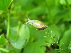 Succinea lauta